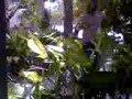 THE VERANDA PART 2 - BOOPSY FILMS THE VERANDA PART 2 - BOOPSY FILMS