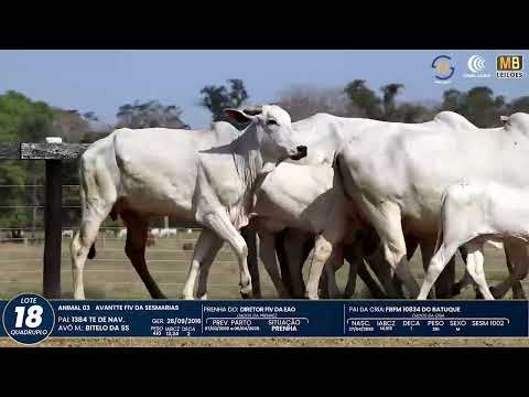 1� DE OLHO NA FAZENDA NELORE SESMARIAS