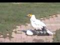 Egyptian Vulture