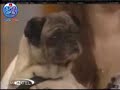 Seni Seviyorum diyen köpek Seni Seviyorum diyen köpek