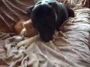 leven als kat en hond leven als kat en hond