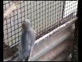 galah cockatiel cross galah cockatiel cross