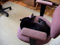 The Cat Who Loves to Spin The Cat Who Loves to Spin