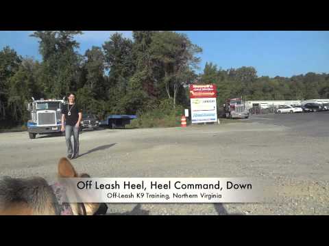 how to train with shock collar