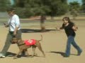 Dog Training with Pit Bull 'Rocky' - Amazing dog training