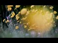 Flowers... test