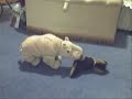 Crazy Animals