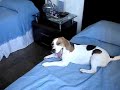 Beagle Mel Fortaleza, CE