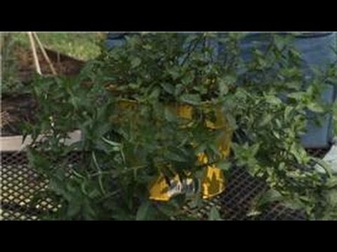how to replant mint