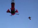 Humming Bird 2