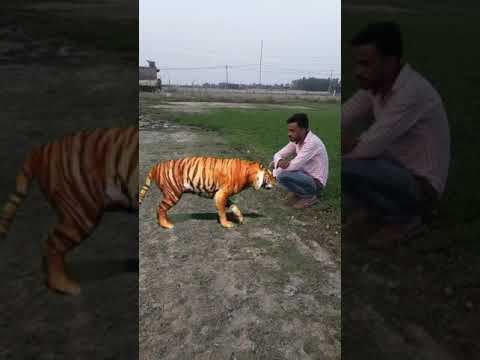 Tiger video