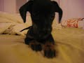 lemony peeing on the bed! lemony peeing on the bed!
