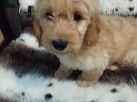 HANDSOME MALE MINI GOLDENDOOLE LOOKING FOR A HOME
