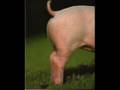 Stompin Tom Connors - The Bug Song