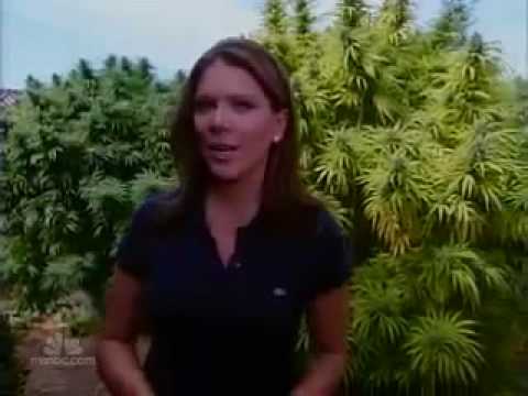 Media Watch | California Marijuana Business is Booming 0 Media Watch | California Marijuana Business is Booming