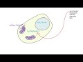 Online Biology Tutorial: Glycolysis