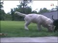 labrador si golden retriever