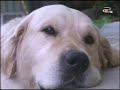 Labrador si Golden Retriever