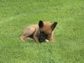 fun \"the barfer\" 8 weeks old