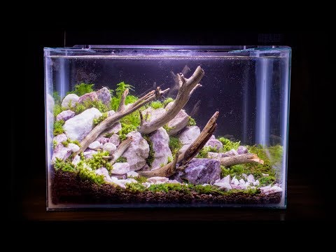 YouTube reptile video