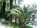 Viale delle Palme Arma di Taggia Riviera dei Fiori Sanemo
