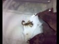 juvenile scorpion juvenile scorpion