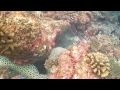 Scuba Diving In Maldives 2