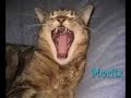 Netz-Katzenfilm Netz-Katzenfilm