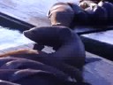 Sea Lions 2