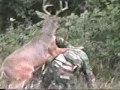 vengeance des animaux