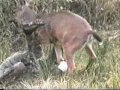 vengeance des animaux