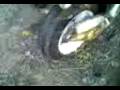 videos de burn spiri