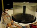 Trapped Mouse