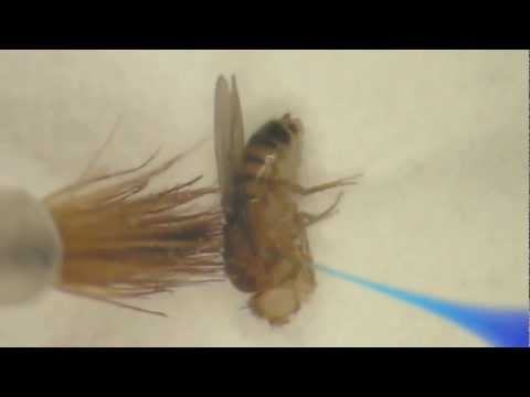 Video of a fly being injected with MitoB