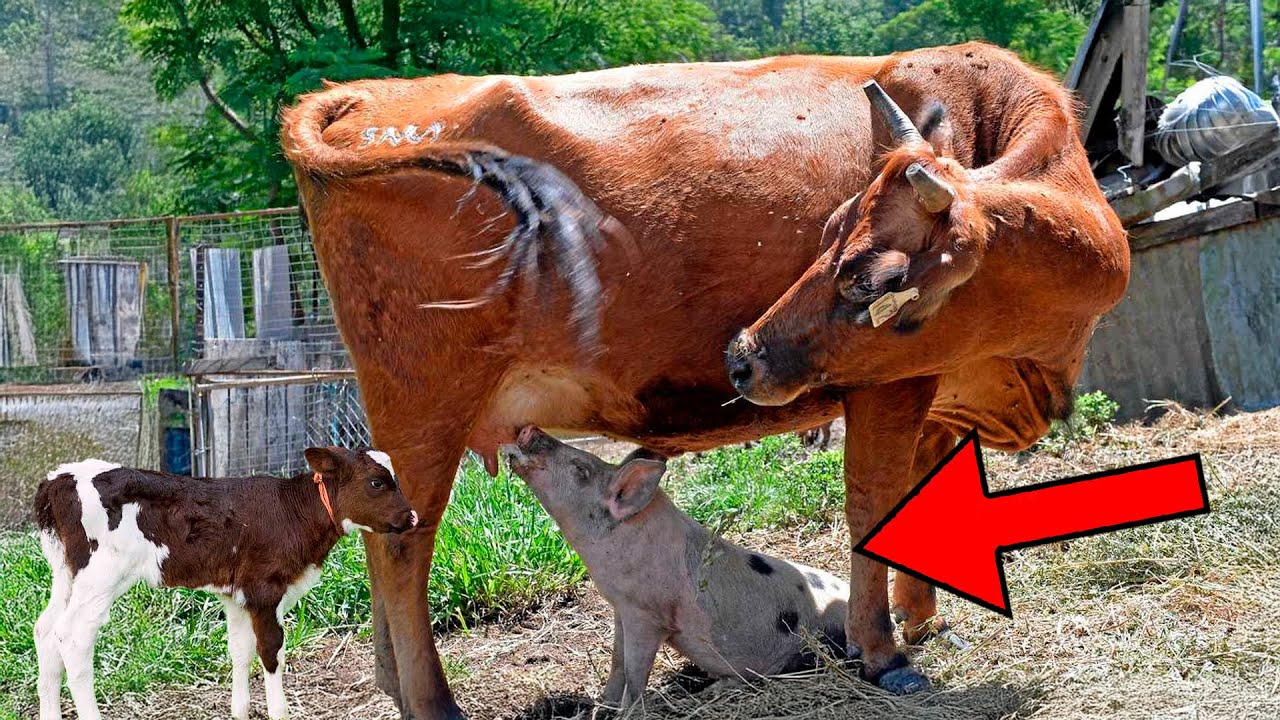 Vaca Adota Porquinha De Forma Impressionante