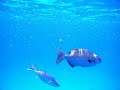 Snorkel a Cozumel