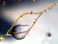 GENETICA 2