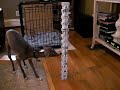 dog towers 3 dog towers 3