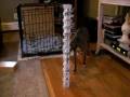 videos de dog towers 3