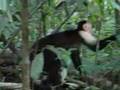 Capuchin Monkeys 2 - Manuel Antonio Park, Costa Rica