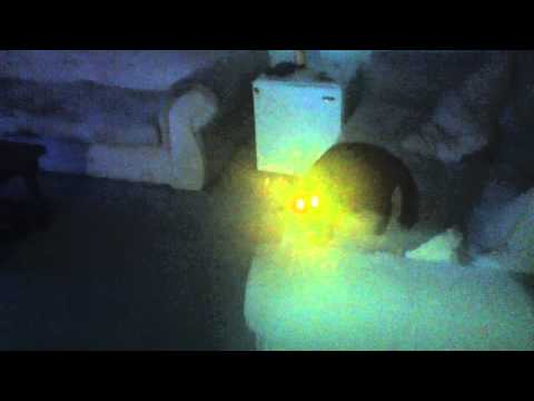 Guarda gli occhi di questo gatto, se hai coraggio! Guarda gli occhi di questo gatto, se hai coraggio!