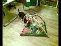 LILIETTA BASSET HAOUND AUF PLAYMAT