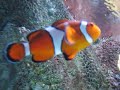 clown fish