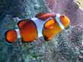 clown fish