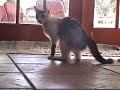 Cat training: Jazzy Bang! Take two Cat training: Jazzy Bang! Take two