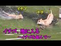 イチゴ、池に入る　～イチゴを偲んで～　Lion (ライオン)　多摩動物公園