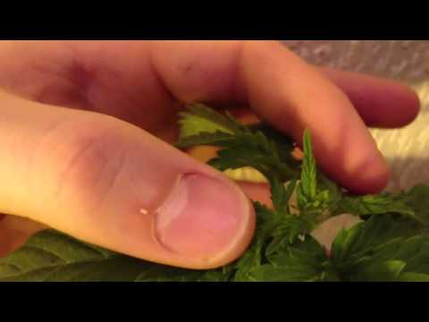 how to transplant ice plant