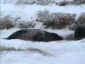      - Donna Nook Seals.WMV  