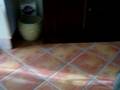videos de nedo e la lavatrice