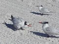 What a Bird Bashing! Could you handle the Heat? What a Bird Bashing! Could you handle the Heat?